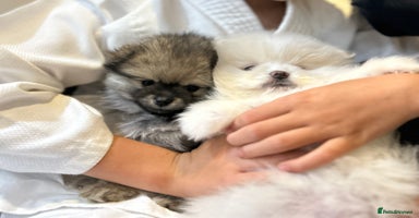 Pomeranian dogs - Advert 6