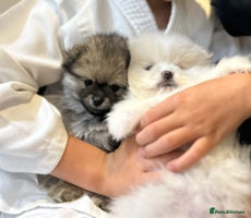 Pomeranian dogs - Advert 6