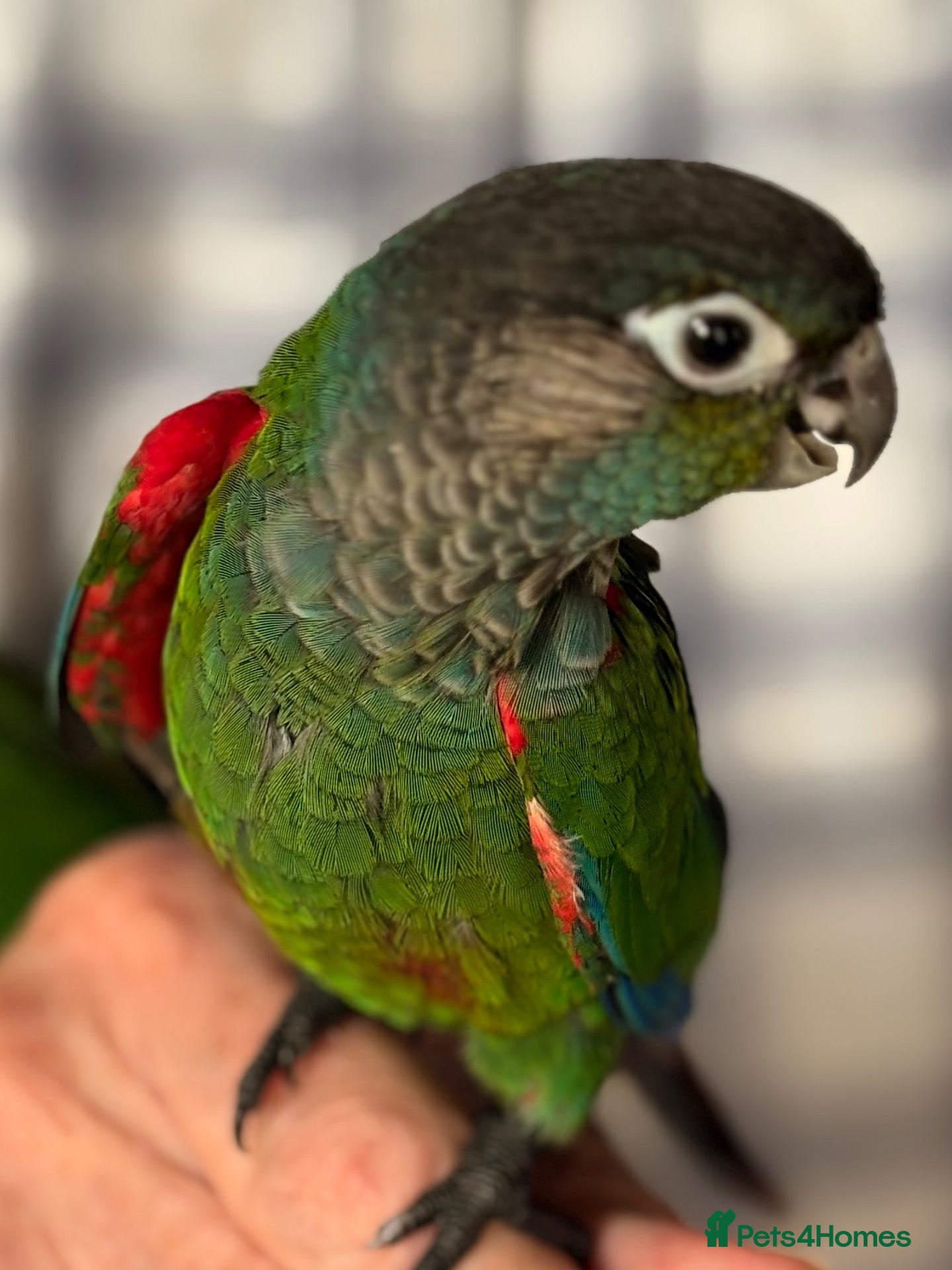 Conures birds Hand-reared Pearly Conure Chicks  - Advert 3