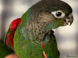 Conures birds Hand-reared Pearly Conure Chicks - Advert 3