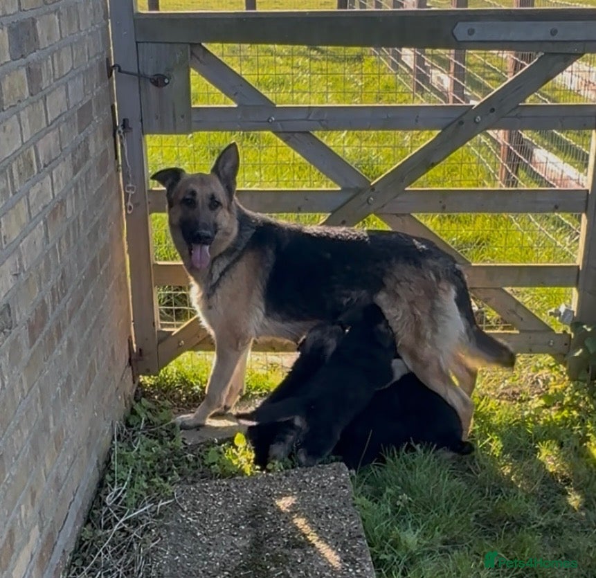 German Shepherd dogs GSD Rare Isabella puppies - Advert 2