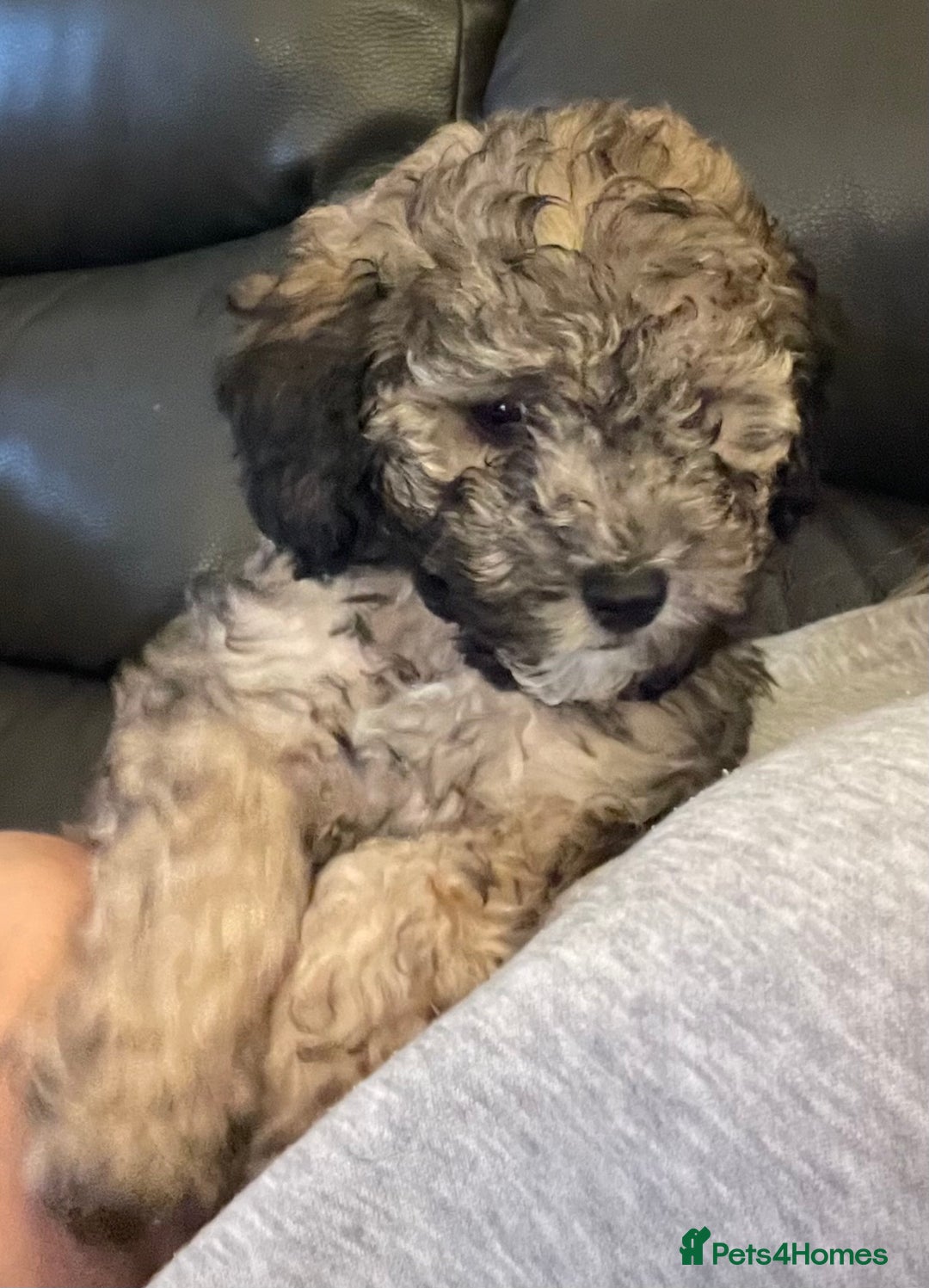 Miniature Poodle dogs for stud: Ozzie for stud only  - Image 15