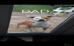 Mixed Breed dogs for sale: Lab x staff pups  - Image 4