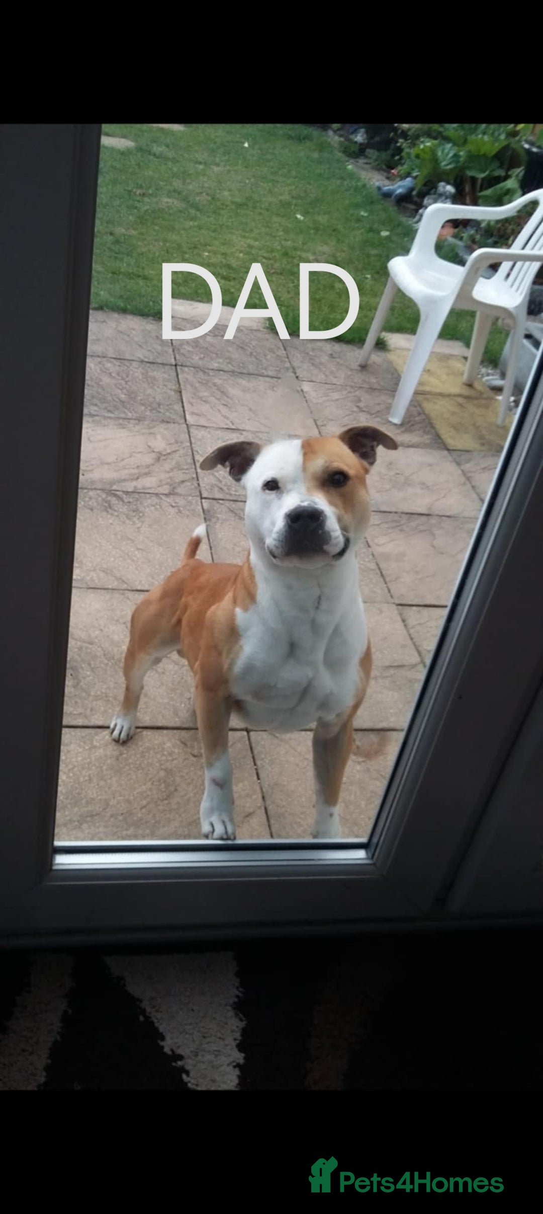 Mixed Breed dogs for sale: Lab x staff pups  - Image 4