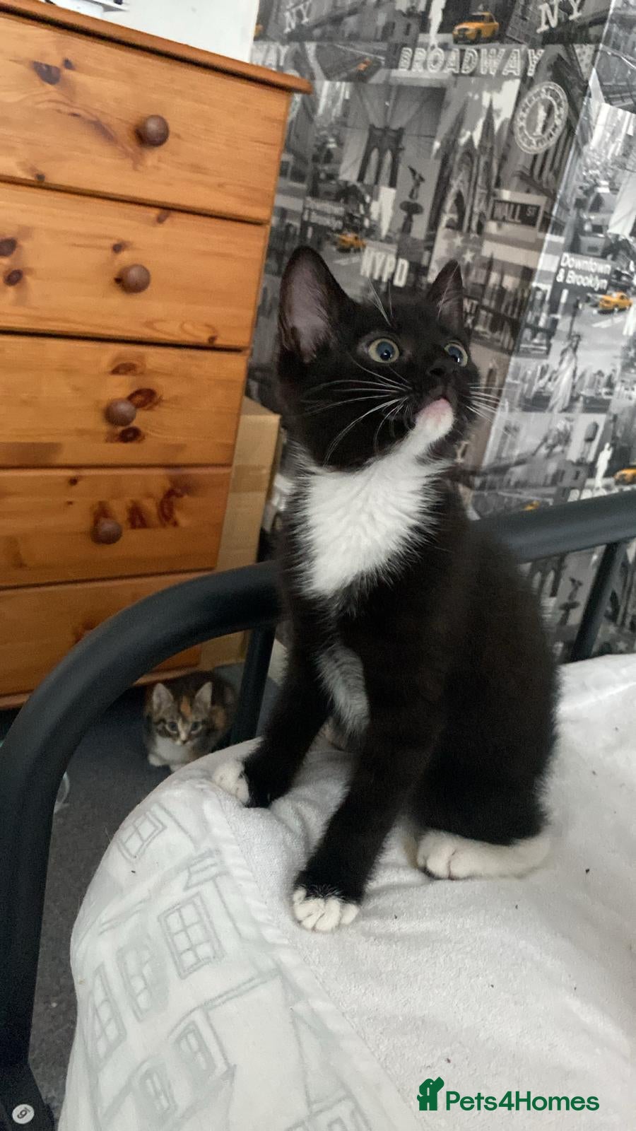 Mixed Breed cats Tuxedo female kitten  - Advert 4