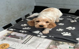 Cocker Spaniel dogs for sale: ⭐️⭐️TOP QUALITY  KC SHOW COCKER SPANIEL PUPS ⭐️⭐️ - Image 2