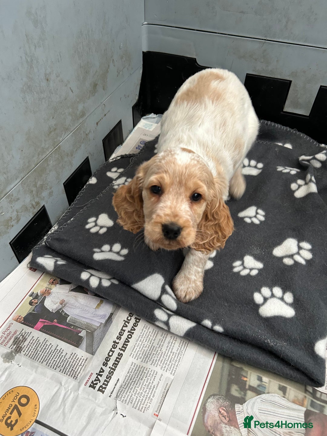 Cocker Spaniel dogs for sale: ⭐️⭐️TOP QUALITY  KC SHOW COCKER SPANIEL PUPS ⭐️⭐️ - Image 2