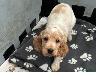 Cocker Spaniel dogs - Advert 4