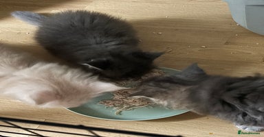 Maine Coon cats - Advert 8