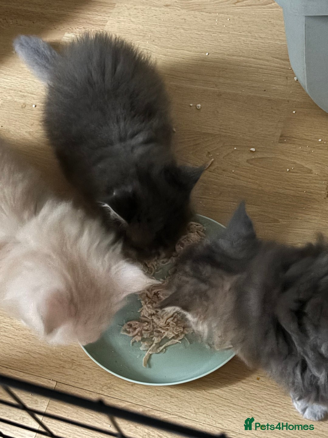 Maine Coon cats for sale: Maine coon kittens - Image 3