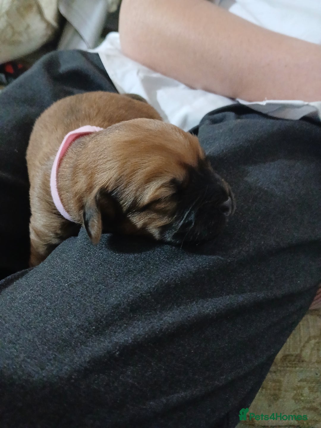 Mixed Breed dogs for sale: 2 pups left  - Advert 17