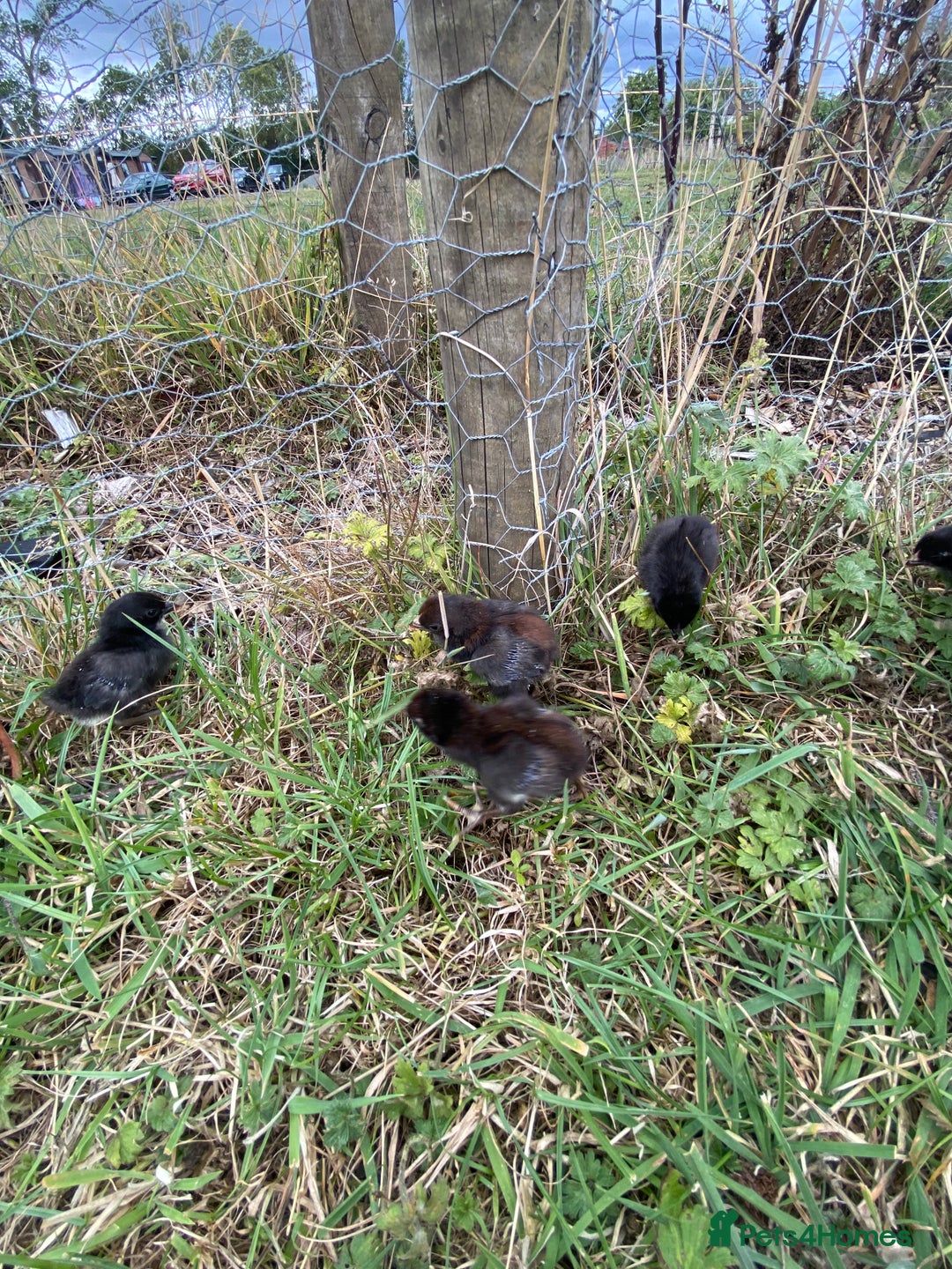 Chickens poultry for sale: Old English Game - Image 3