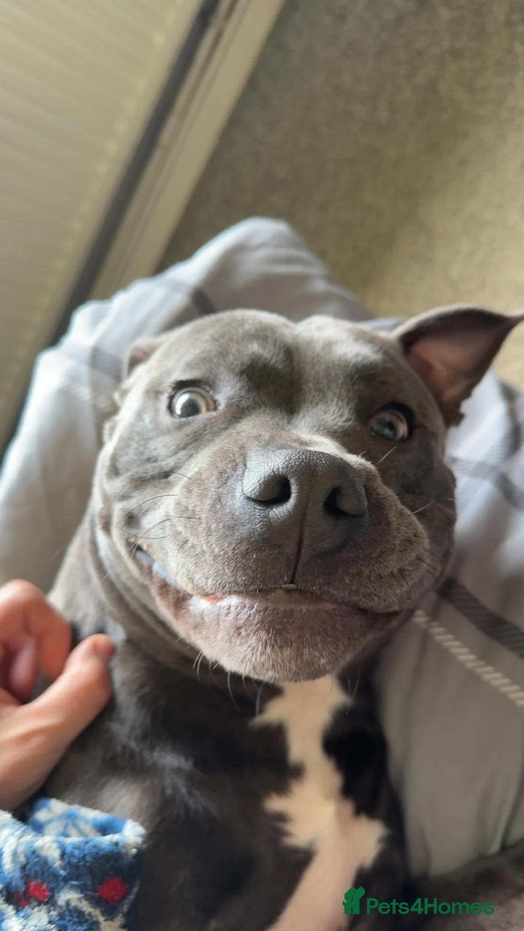Staffordshire Bull Terrier dogs for stud: Blue Staffordshire Bull Terrier Champ - Advert 4