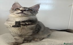 Maine Coon cats for sale: TICA Maine Coon male boy black smoke ready XXL cat - Advert 2