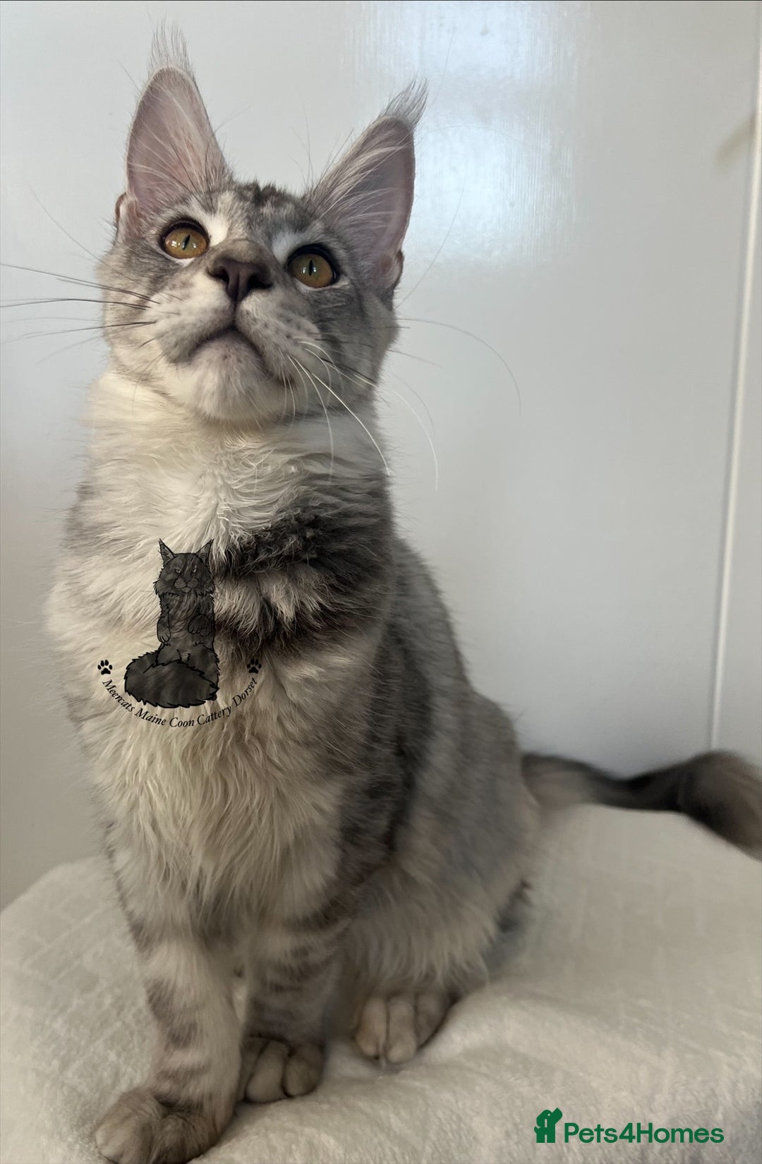 Maine Coon cats for sale: TICA Maine Coon male boy black smoke ready XXL cat - Advert 2