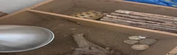 Tortoise reptiles for sale: Hermann tortoise in Cambridge - Advert 2