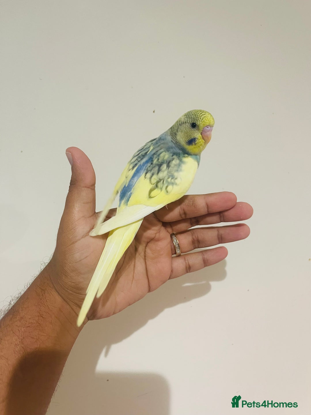 Budgerigars birds for sale: Hand reared budgies for sale  - Advert 16