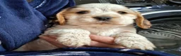 Cocker Spaniel dogs for sale: Beautiful KC Reg Show-Cocker Spaniel puppies  in Doncaster - Advert 28