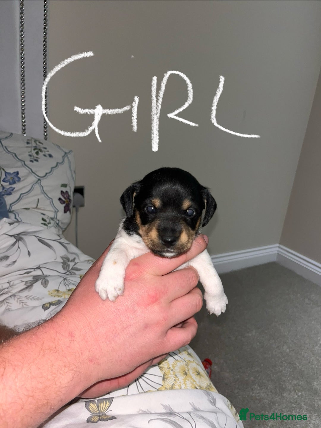 Jack Russell dogs for sale: Jack russel puppy’s  - Advert 7