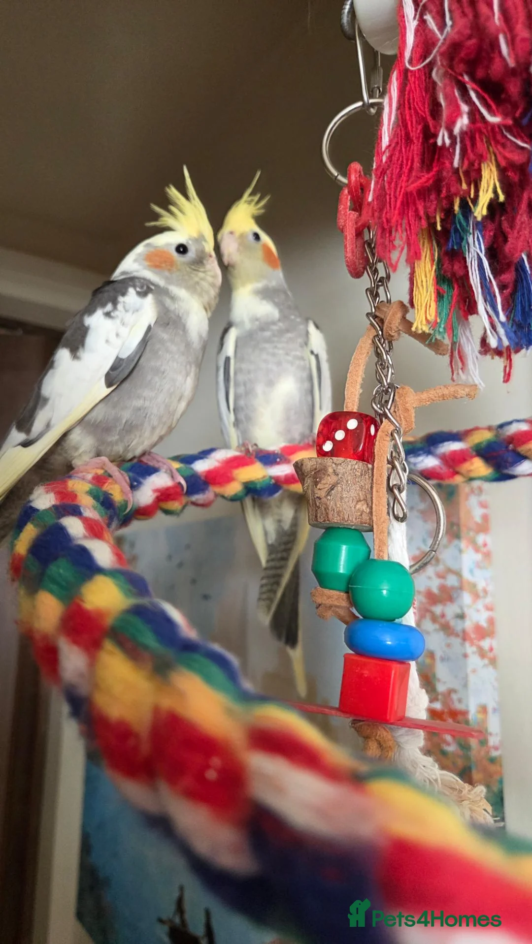 Cockatiels birds for sale: Hand tamed 2 baby cockatiels available  - Advert 1