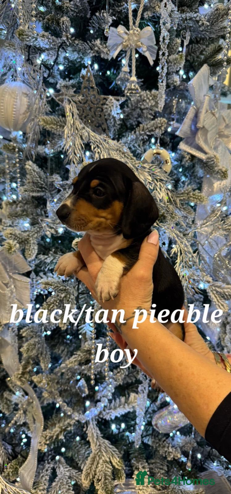 Miniature Dachshund dogs 🌟Beautiful Miniature Dachshund✨️s  - Advert 10