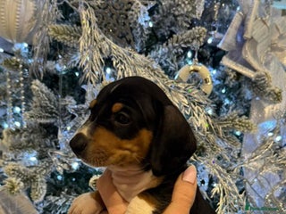 Miniature Dachshund dogs Beautiful Litter of Miniature Dachshund✨️s - Advert 1