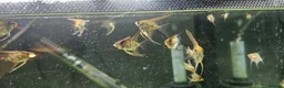 Angelfish fish for sale: Redy to go  - Advert 2