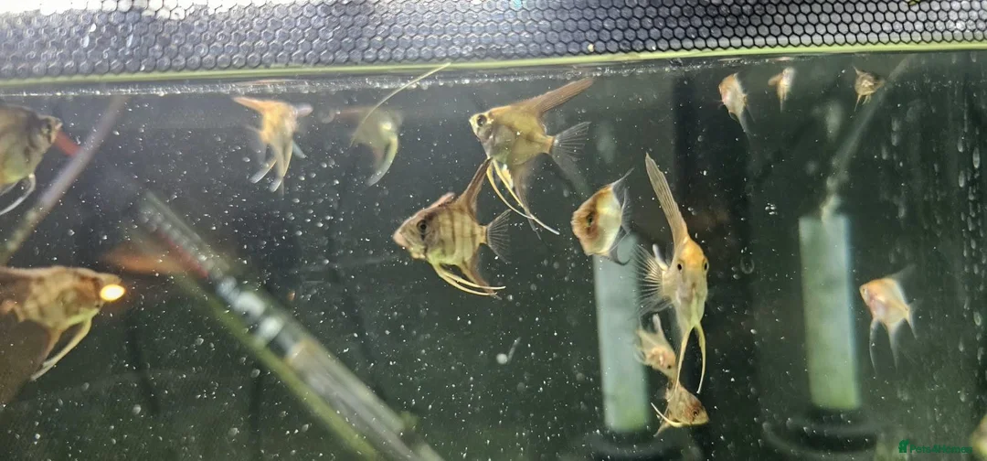 Angelfish fish for sale: Redy to go  - Advert 2