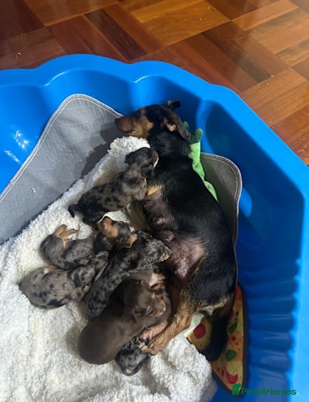 Miniature Dachshund dogs for sale: Healthy dapple smoothaired Dachshund mini pups - Image 6