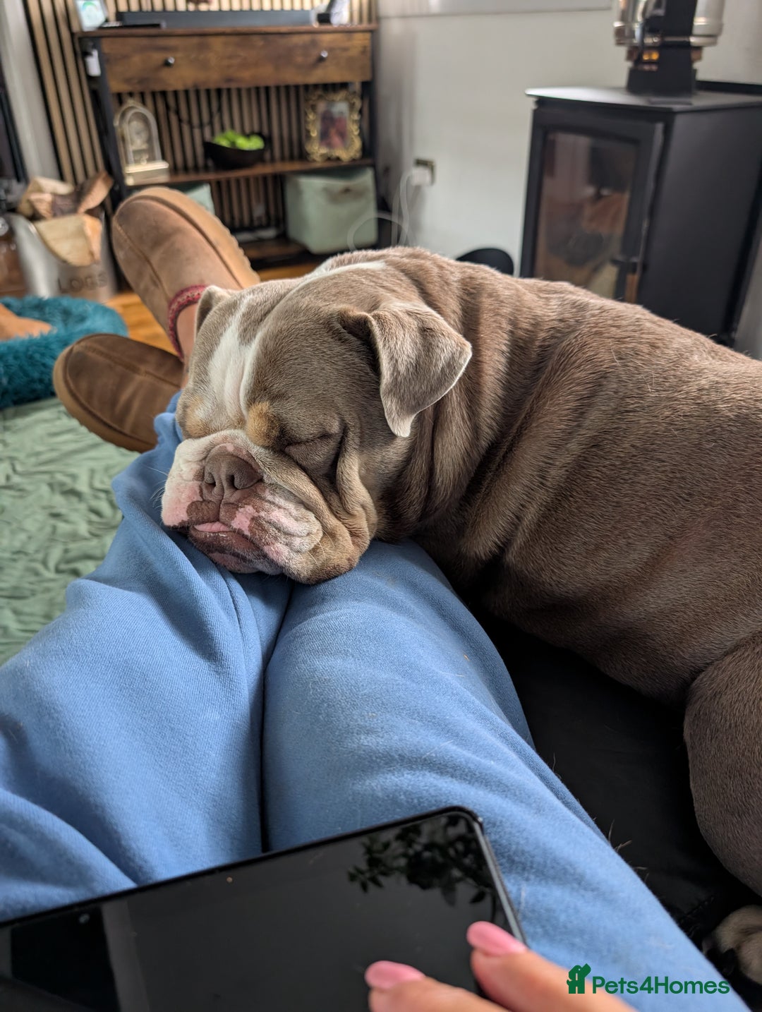 English Bulldog dogs for sale: English bulldog - Image 5
