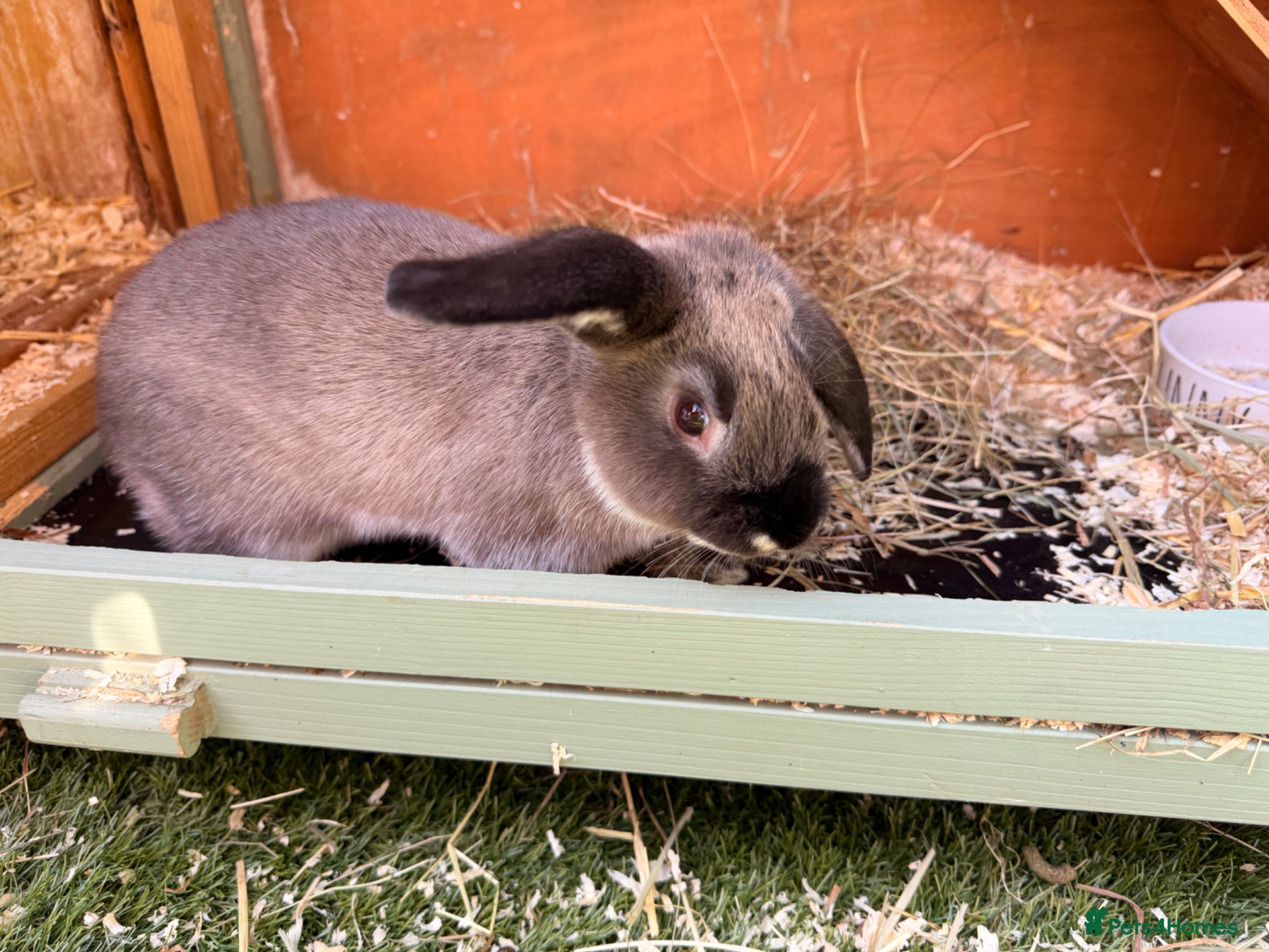 Dwarf Lop rabbits Dwarf Lop Baby Male Rabbit  - Advert 1