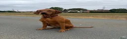 Mixed Breed dogs for sale: Vizslador puppies for sale in Shrewsbury - Advert 11
