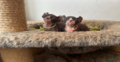 Sphynx cats - Advert 4