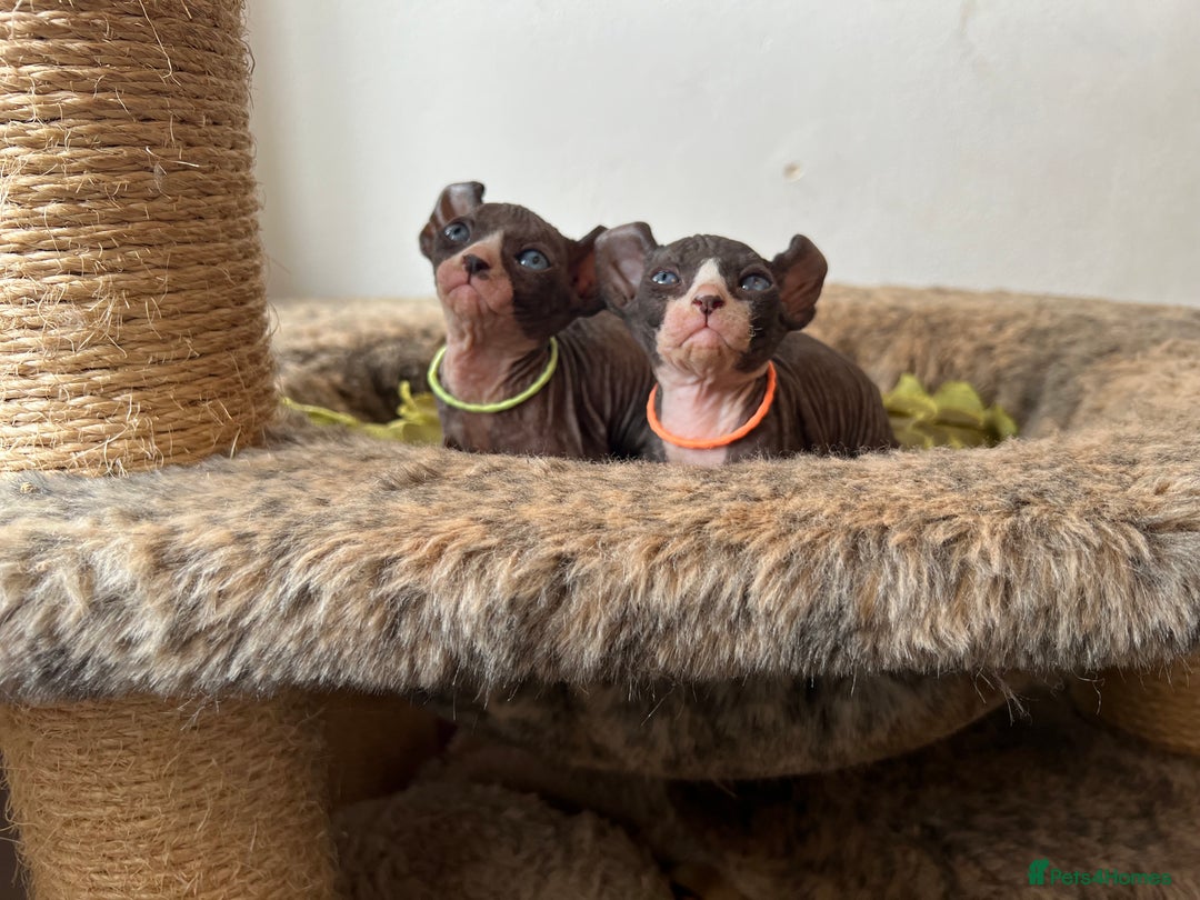 Sphynx cats for sale: Exquisite Sphynx Kittens - Image 2