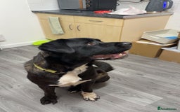 Cane Corso dogs for sale: Cane corso cross American ikita - Image 4