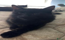 British Shorthair cats for sale: 2 sets of kittens for sale  - Image 1