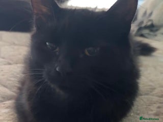 British Shorthair cats - Advert 15