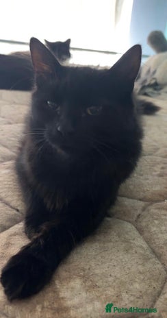 British Shorthair cats - Advert 16