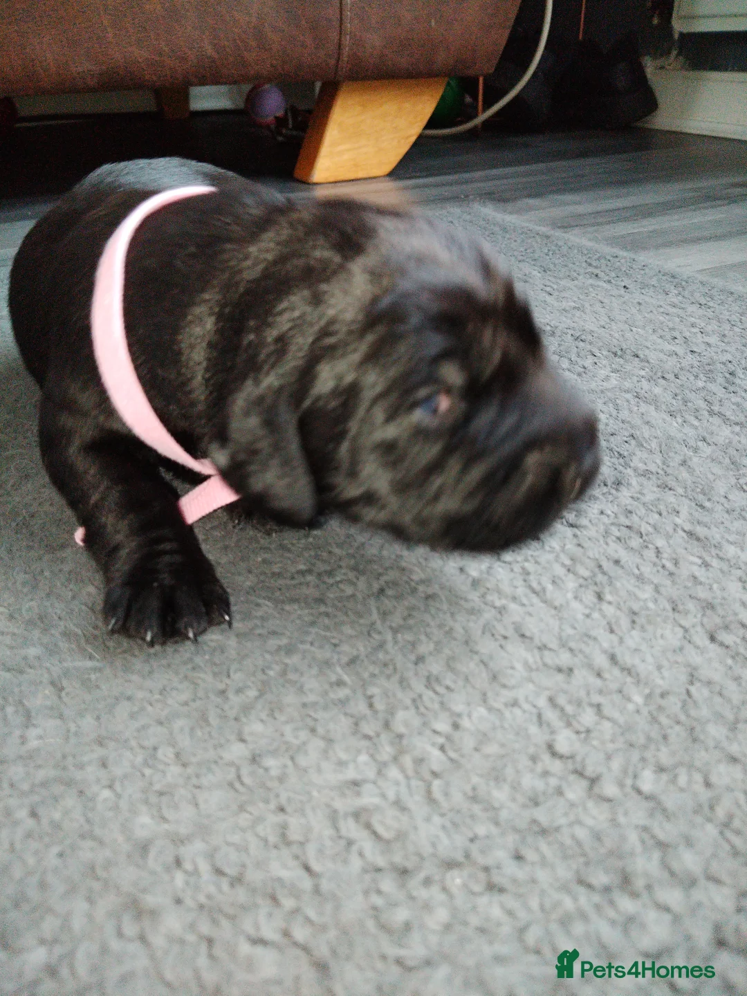 Labrador Retriever dogs for sale: Gorgeous  labrador retriever puppies for s in Durham - Advert 2