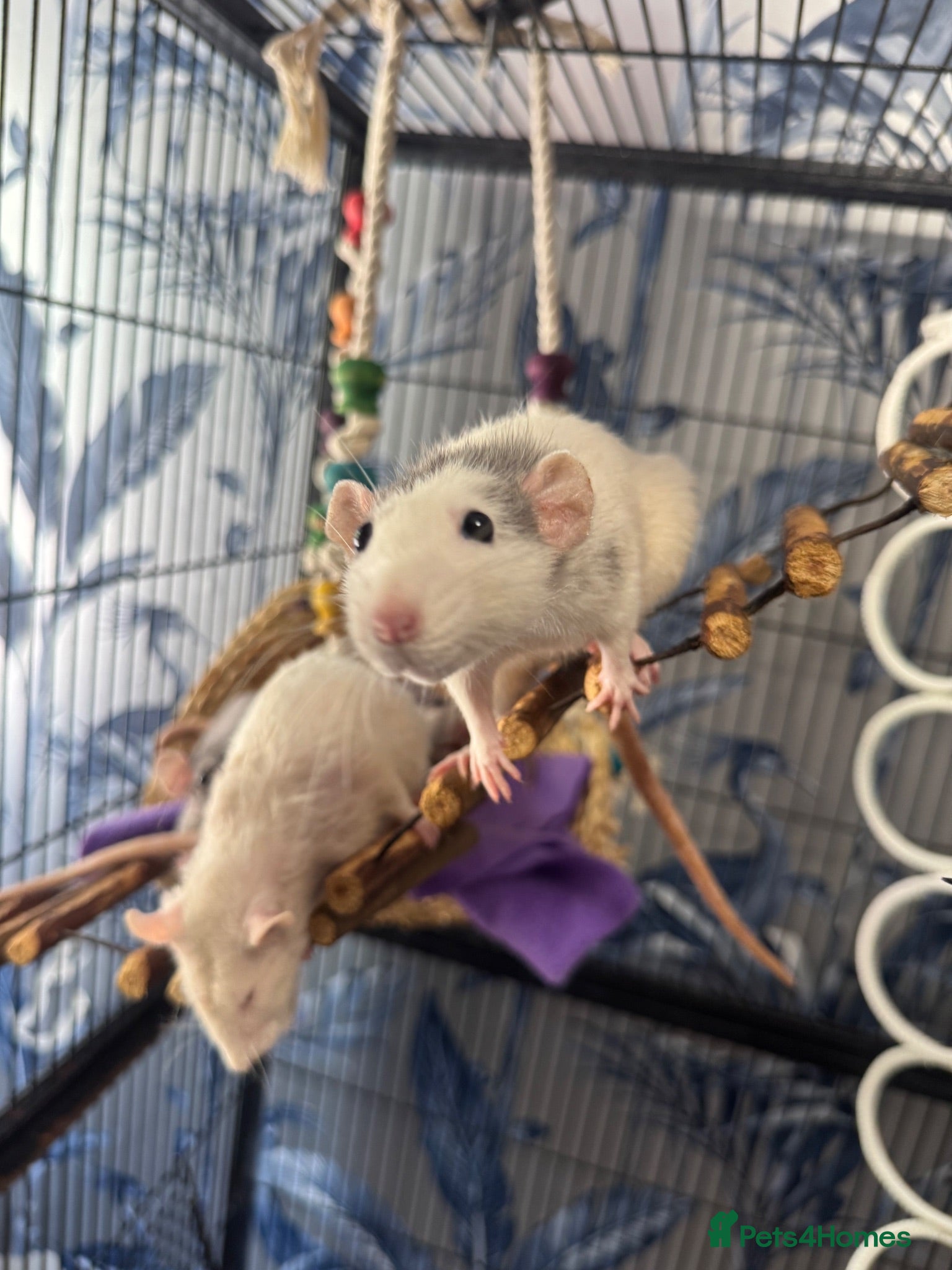Rat rodents Five Exceptionally Friendly Dumbo rats  - Advert 1