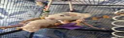 Rat rodents for sale: Five Exceptionally Friendly Dumbo rats  - Advert 1