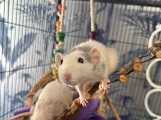 Rat rodents Five Exceptionally Friendly Dumbo rats - Advert 1