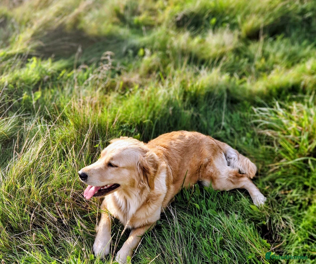 Goldendoodle dogs for sale: 🐶 F1 Goldendoodle Puppies Due February 🐾 - Advert 3