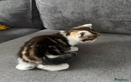 American Shorthair cats for sale: Smart stunning mixed colour kittens  - Image 18