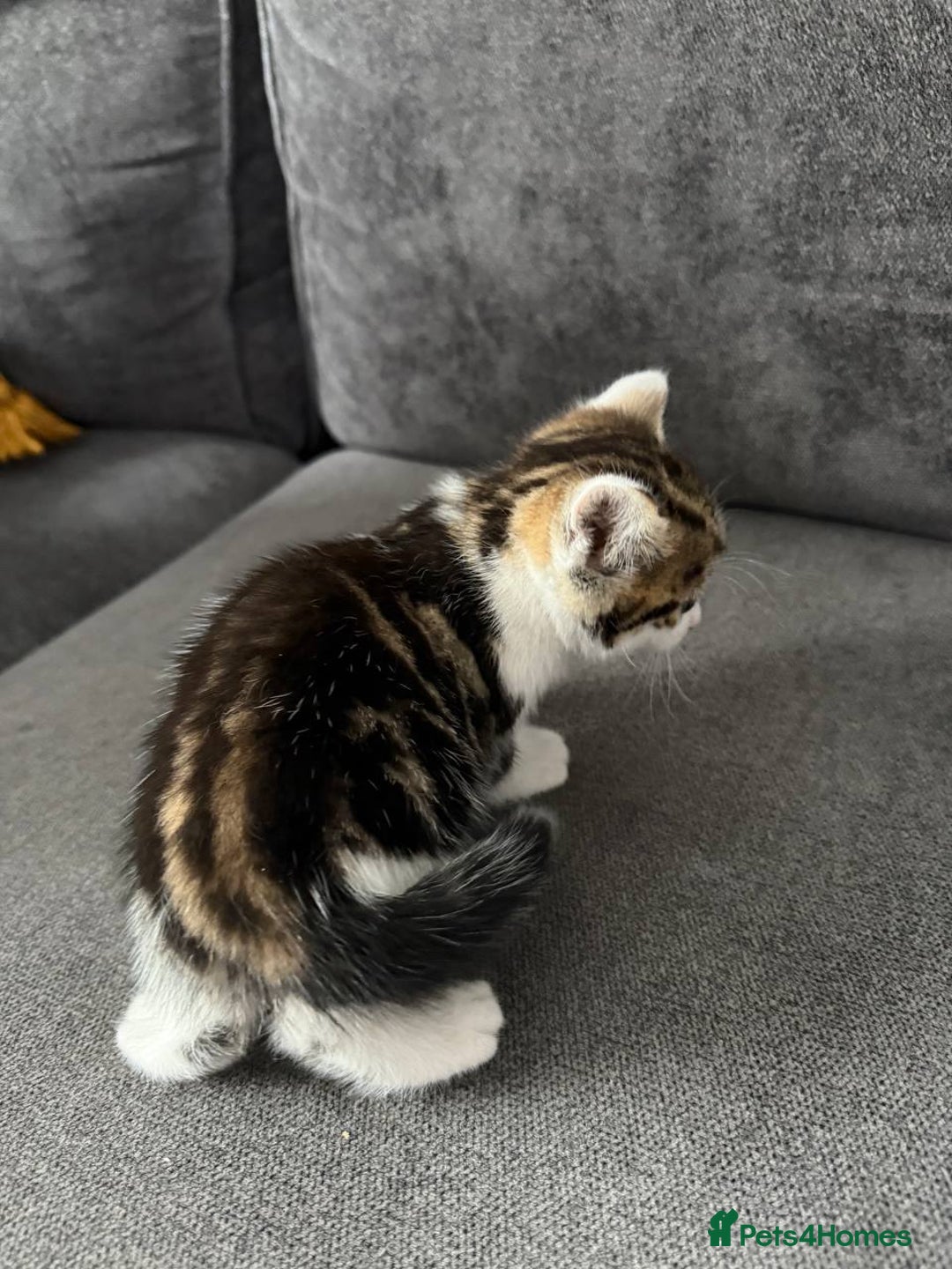 American Shorthair cats for sale: Smart stunning mixed colour kittens  - Image 18