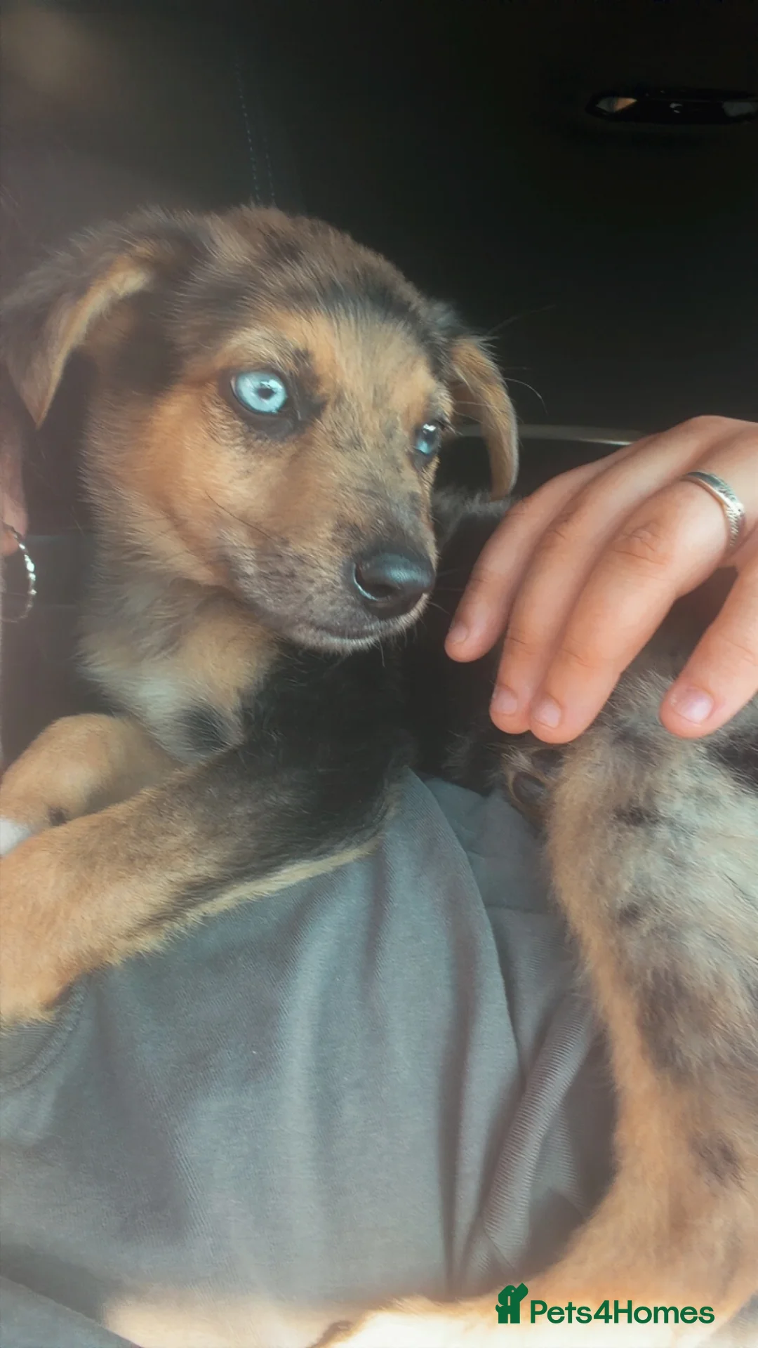 Mixed Breed dogs for sale: Rehoming our beautiful boy - Advert 2