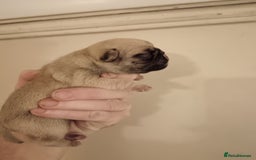 Pug dogs for sale: PEDIGREE PUG PUPPIES  - Advert 1