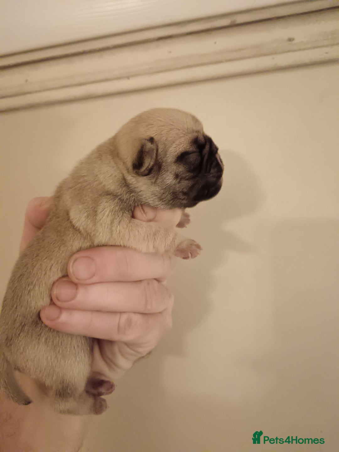 Pug dogs for sale: PEDIGREE PUG PUPPIES  - Advert 1