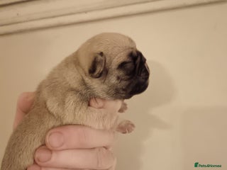 Pug dogs PEDIGREE PUG PUPPIES - Advert 3