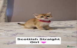 Scottish Fold cats for sale: Purebred Golden chinchilla TICA registered - Image 15